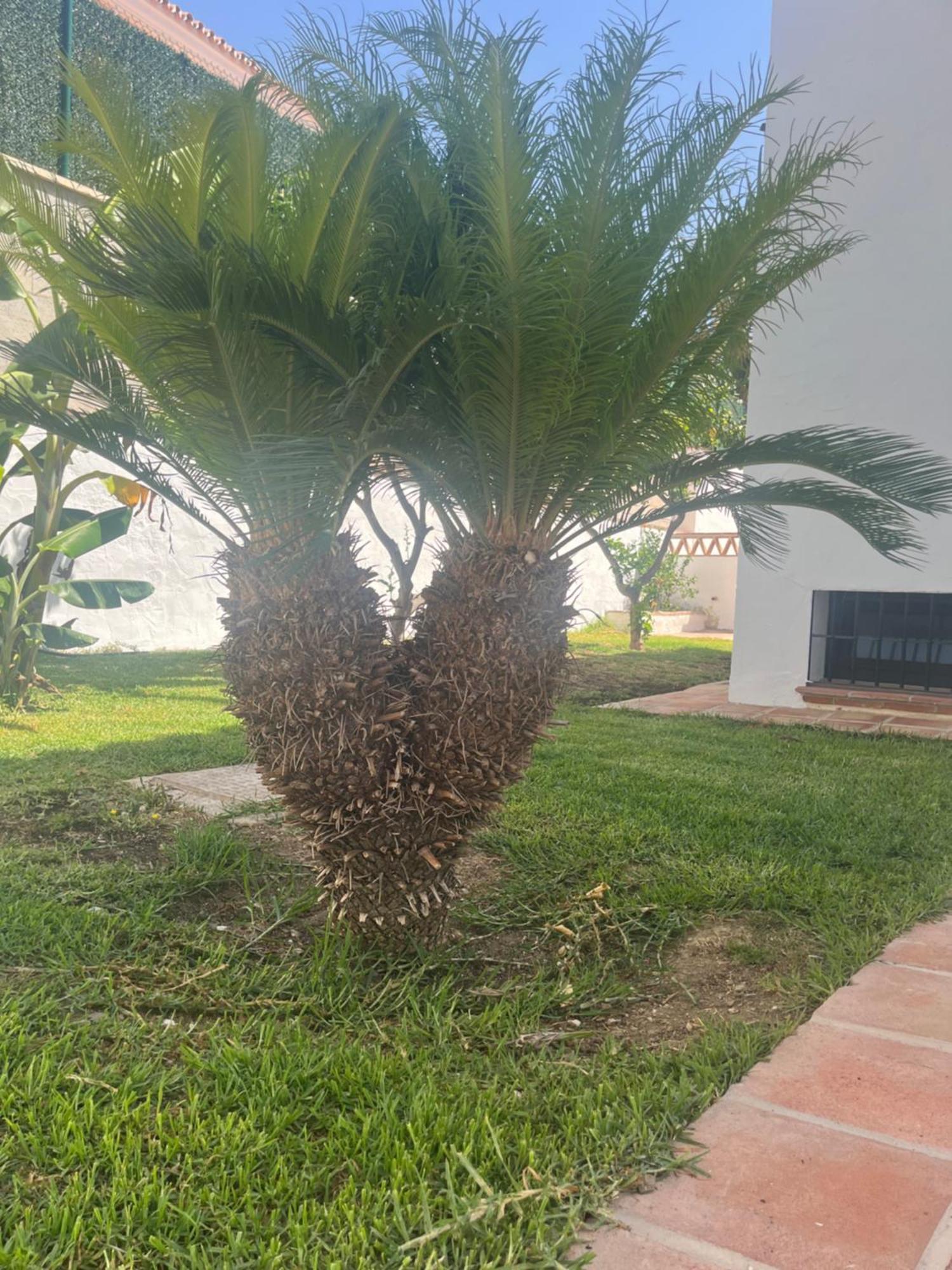 Espiga * Benalmadena